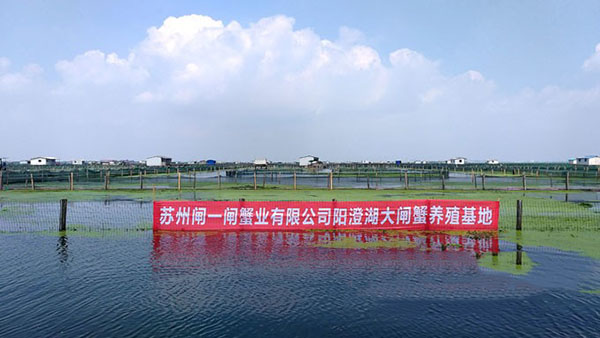 阳澄湖大闸蟹湖区养殖